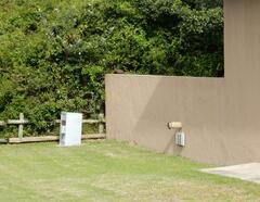 Herpestes pulverulentus