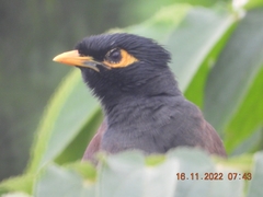 Acridotheres tristis