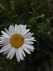 Leucanthemum