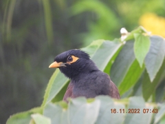 Acridotheres tristis