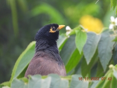 Acridotheres tristis