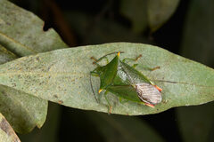 Acanthosoma fallax