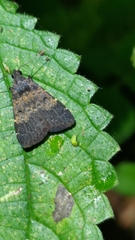 Hydrillodes lentalis