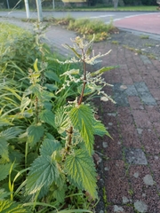 Urtica dioica
