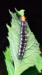 Nyctemera adversata