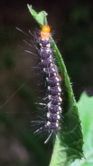 Nyctemera adversata