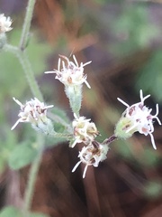 Eupatorium pilosum