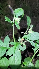 Nyctemera adversata
