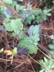 Eupatorium pilosum
