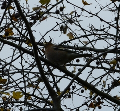 Fringilla coelebs