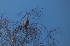 Columba palumbus