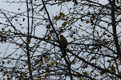 Fringilla coelebs