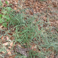 Mirabilis linearis linearis