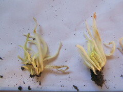 Clavaria fragilis