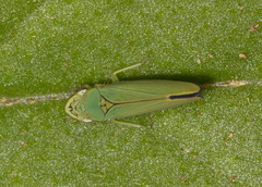 Graphogonalia