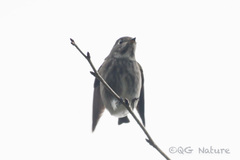 Muscicapa sibirica