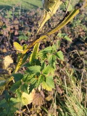 Urtica dioica