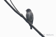 Muscicapa sibirica