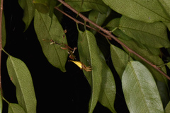 Arachnura