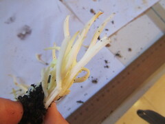 Clavaria fragilis