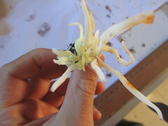 Clavaria fragilis