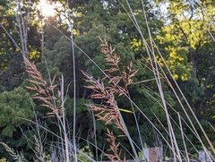 Sorghastrum nutans