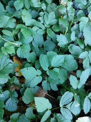 Aegopodium podagraria