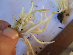 Clavaria fragilis