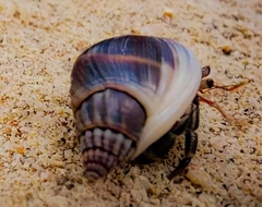 Coenobita