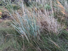 Sorghastrum nutans