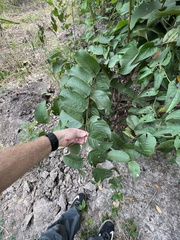Annona senegalensis