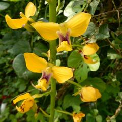 Eulophia speciosa
