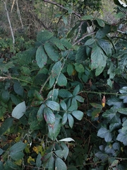 Rubus