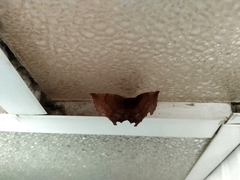 Lepidoptera
