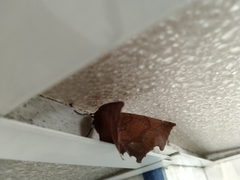 Lepidoptera