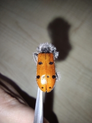 Trichodes octopunctatus