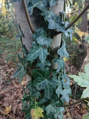 Hedera helix