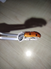 Trichodes octopunctatus