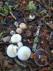 Agaricus sylvicola