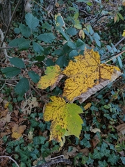 Acer pseudoplatanus