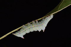 Notodonta griseotincta