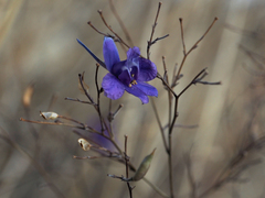 Delphinium consolida paniculatum