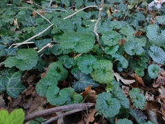Glechoma hederacea