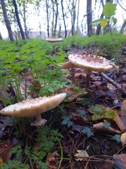 Chlorophyllum rhacodes