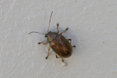 Colaspis