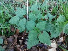 Urtica dioica
