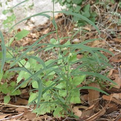 Mirabilis linearis linearis