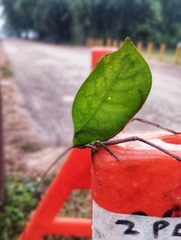 Cycloptera speculata