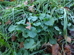 Alliaria petiolata