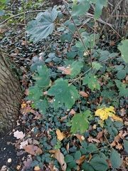 Acer pseudoplatanus